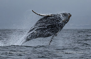 Breaching Humpback Whale photo by Daniel Bianchetta