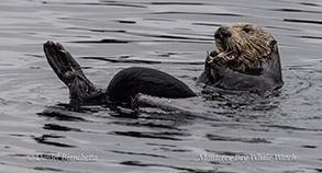 Sea Otter mother and pup photo by Daniel Bianchetta